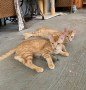 Milo und Simba1